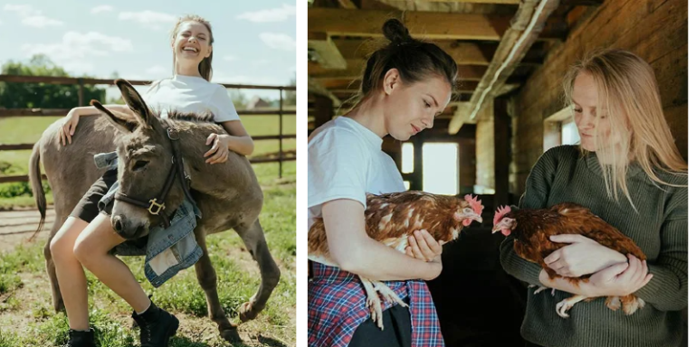 Dual pics of teens with farm animals